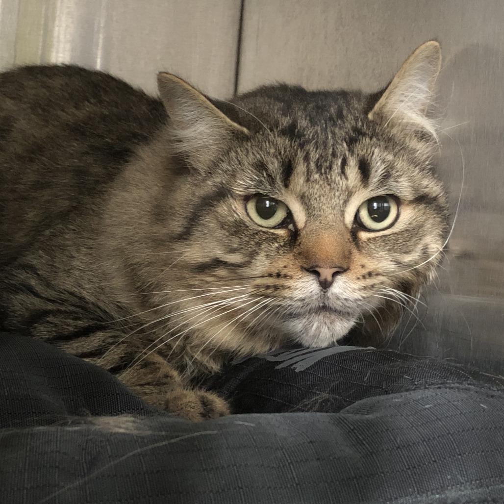 Enlarge Jacob, a Adoptable Domestic Short Hair in West Plains, MO image 3/3