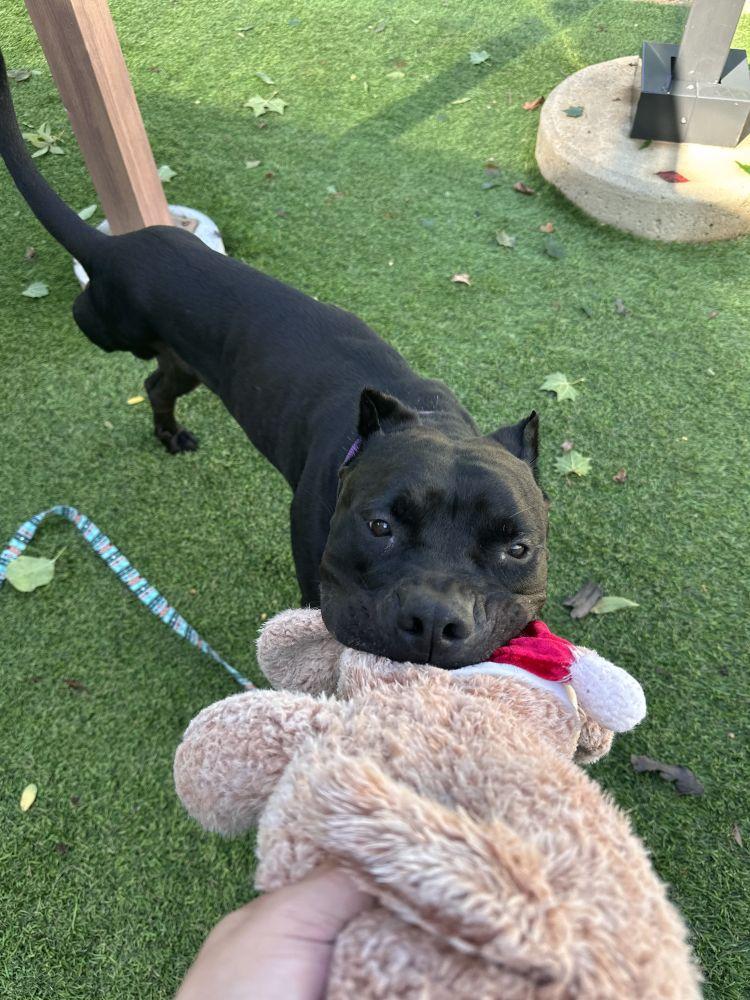 Onyx, Adoptable, Adult Male Mixed Breed.