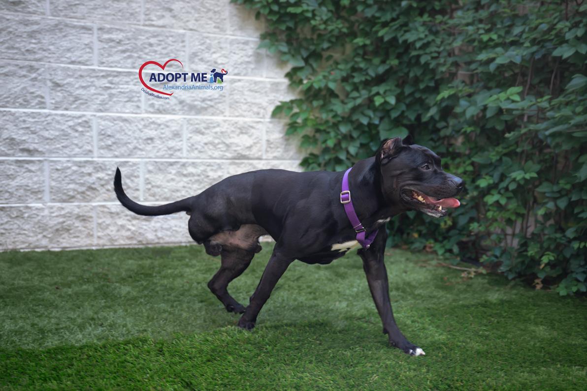 Enlarge Onyx, a Adoptable Mixed Breed in Alexandria, VA image 2/4