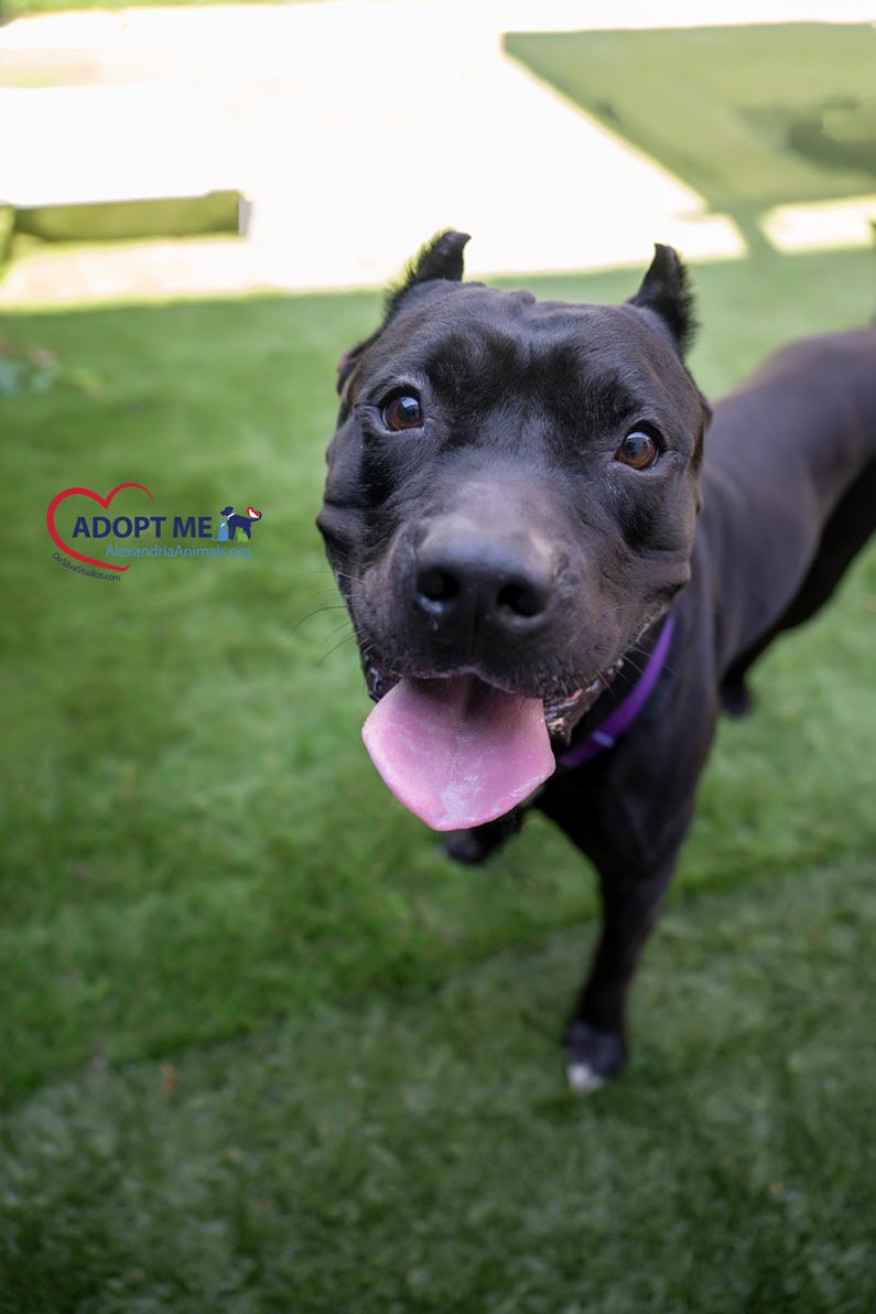 Enlarge Onyx, a Adoptable Mixed Breed in Alexandria, VA image 3/4