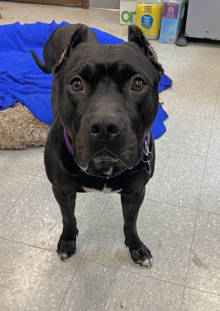 Enlarge Onyx, a Adoptable Mixed Breed in Alexandria, VA image 4/4