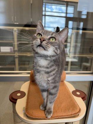 Simon, Adoptable, Adult Male Domestic Short Hair & Domestic Short Hair.