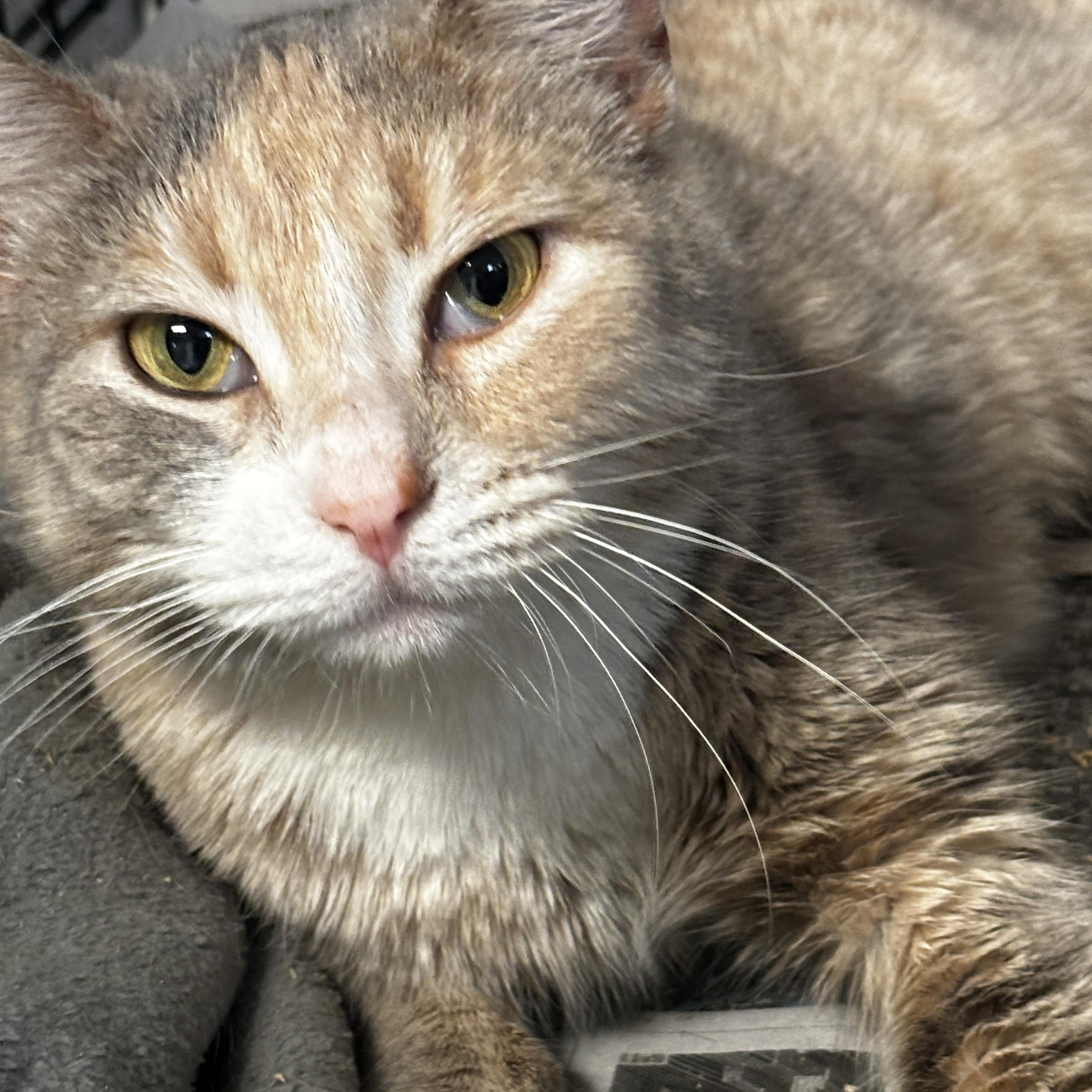 Enlarge Nola, a Adopted American Shorthair in Montclair, NJ image 3/3