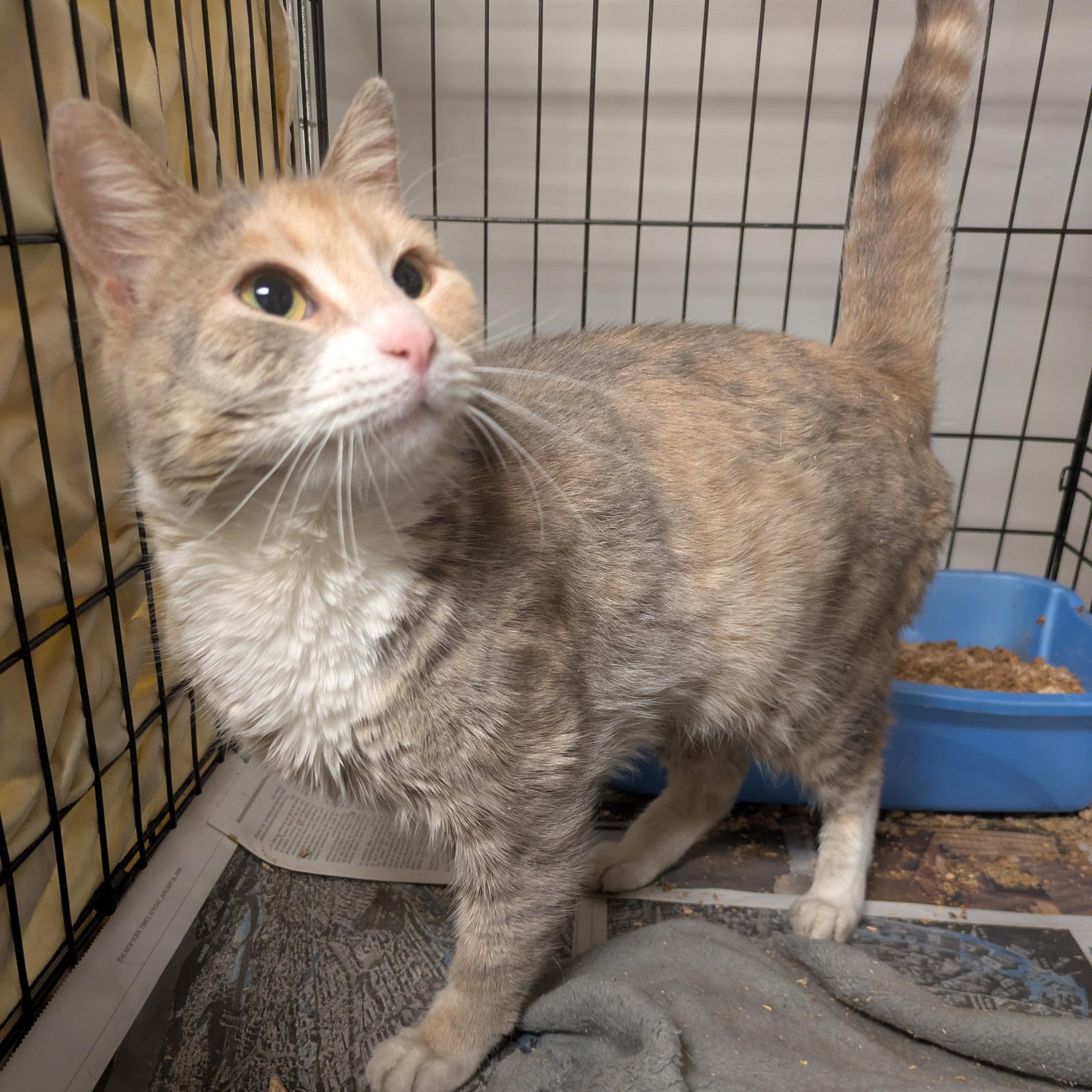 Enlarge Nola, a Adopted American Shorthair in Montclair, NJ image 1/3