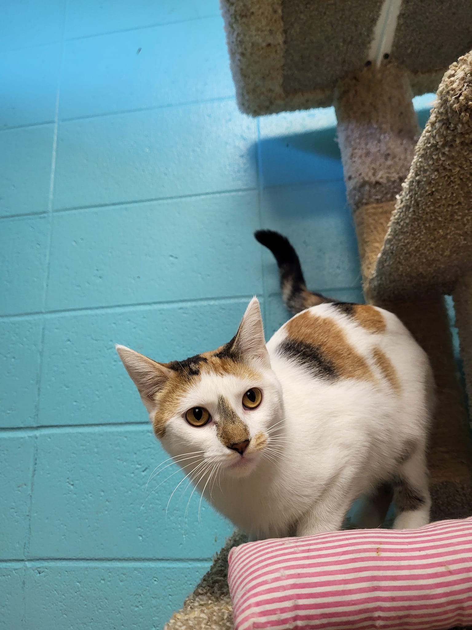 Cat for adoption Bloom, a Domestic Short Hair in Chilton, WI Petfinder