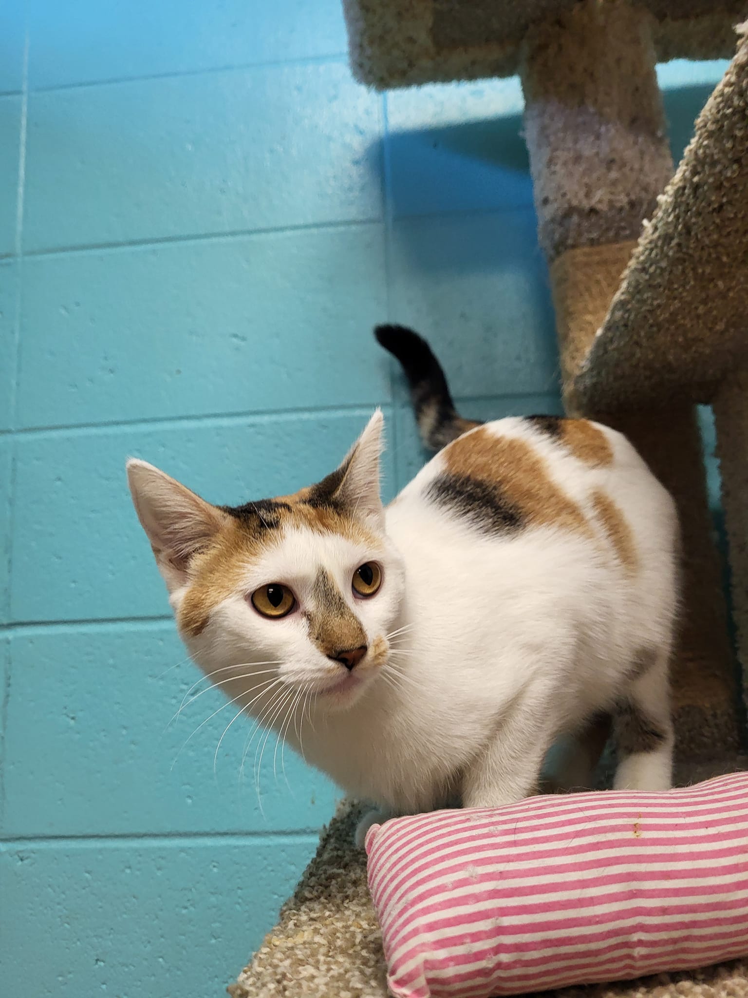 Cat for adoption Bloom, a Domestic Short Hair in Chilton, WI Petfinder