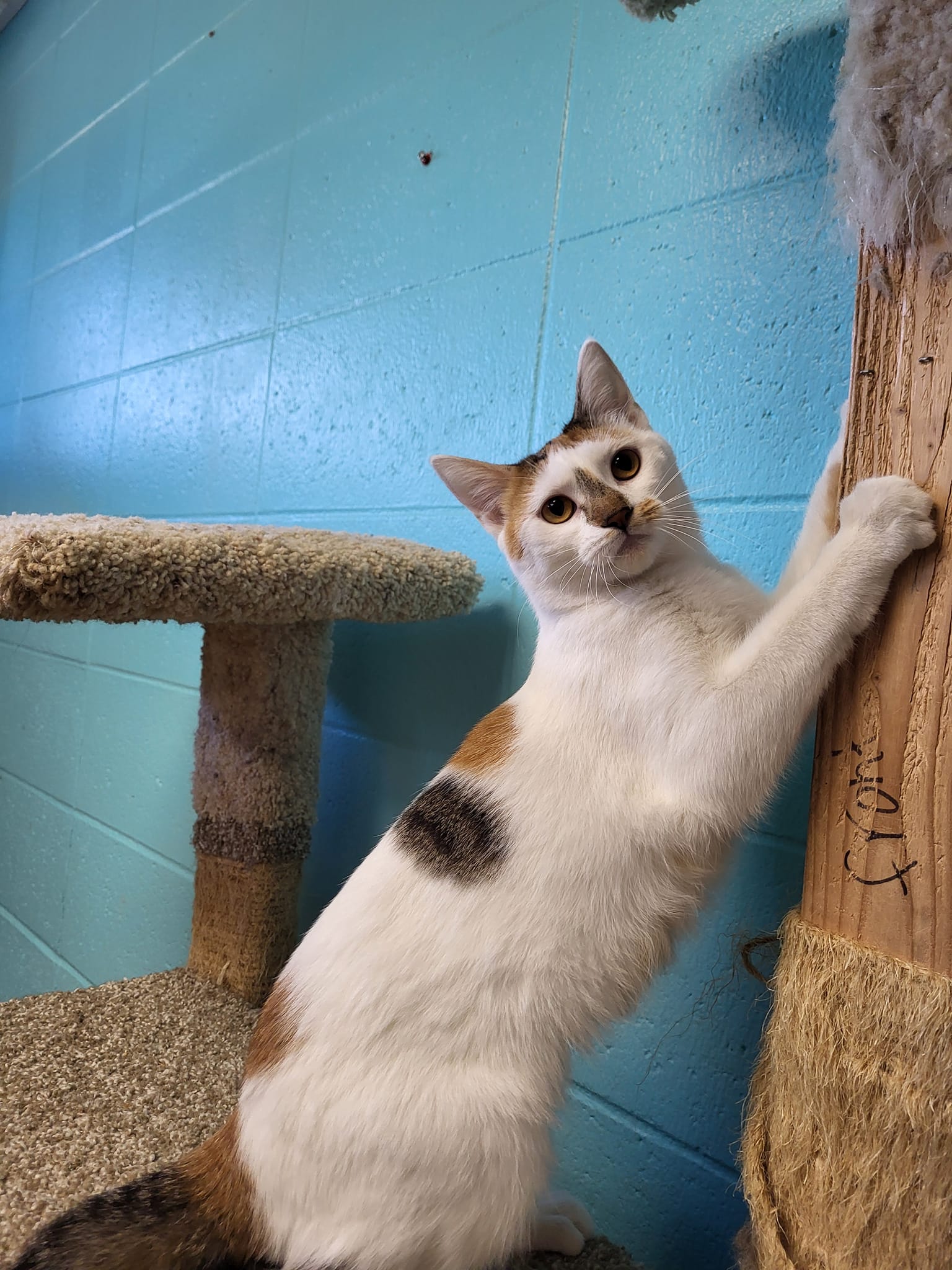 Cat for adoption Bloom, a Domestic Short Hair in Chilton, WI Petfinder