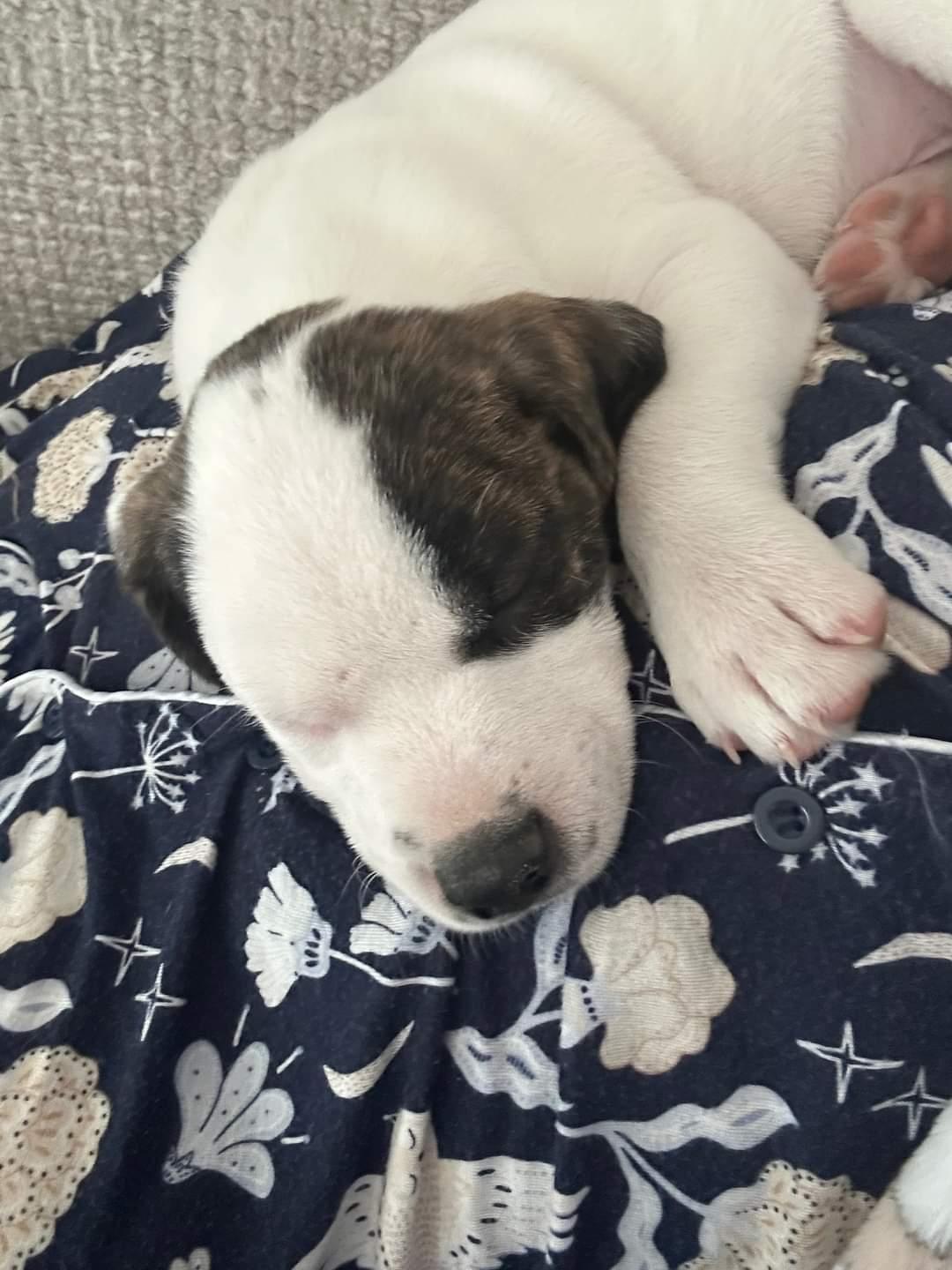 Petey, a Adoptable mixed breed in Mexico, MO image 3/6