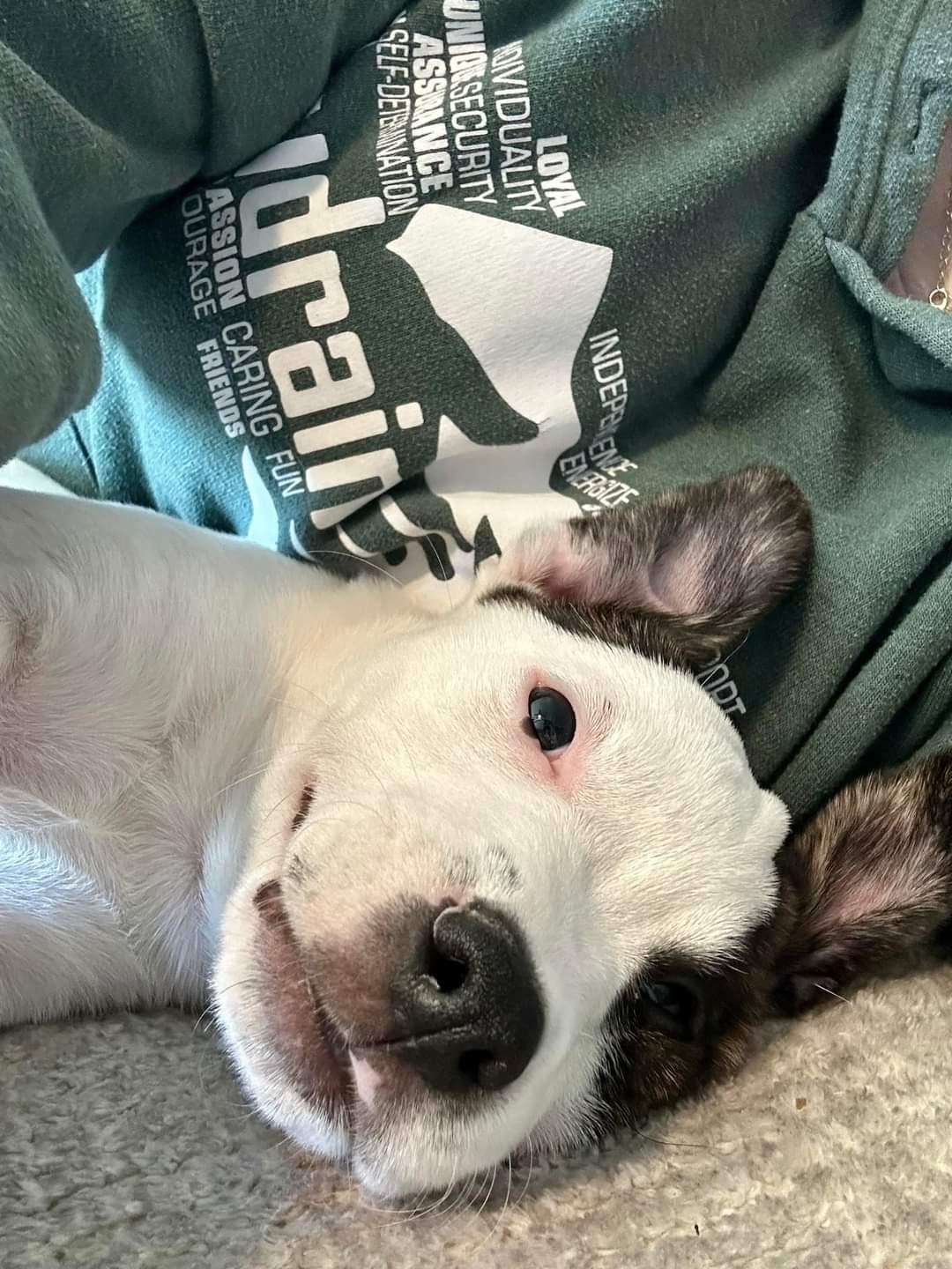 Petey, a Adoptable mixed breed in Mexico, MO image 4/6