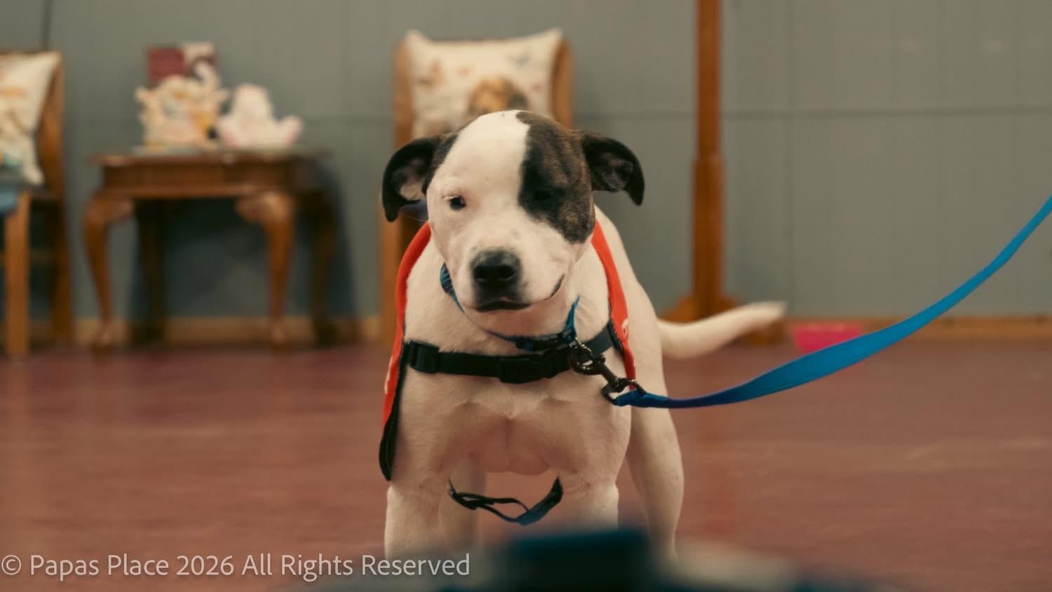 Petey, a Adoptable mixed breed in Mexico, MO image 5/6