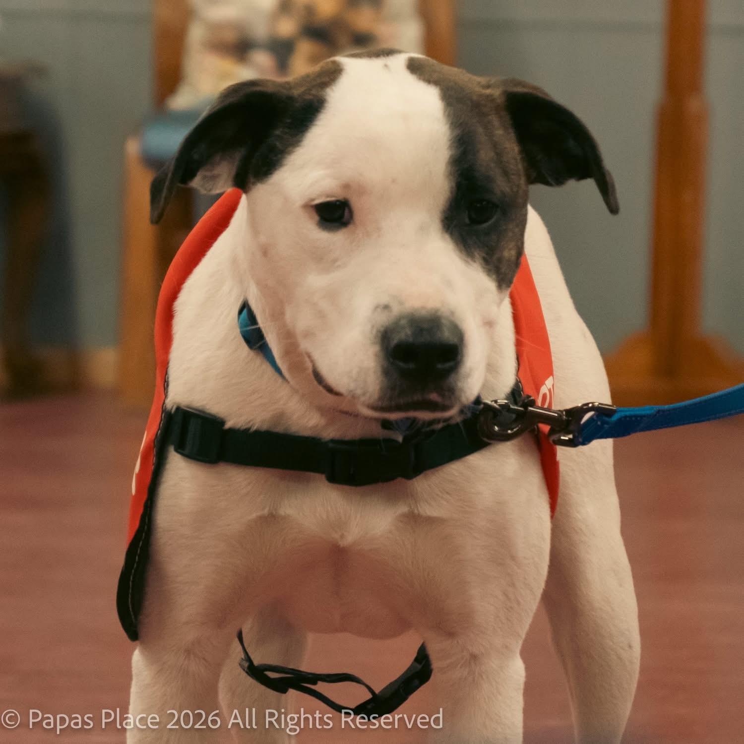 Petey, a Adoptable mixed breed in Mexico, MO image 6/6