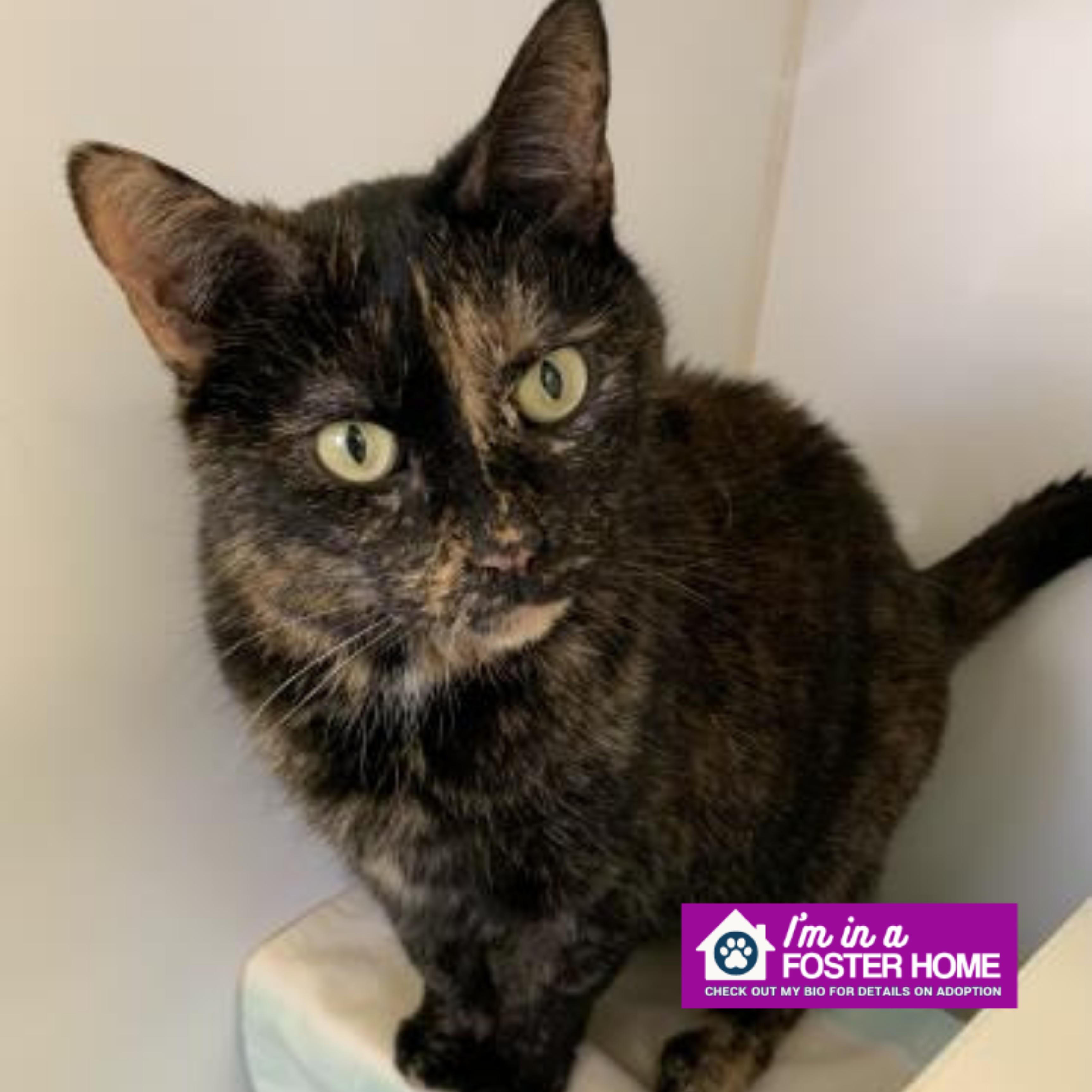 Enlarge Hermione , a ADOPTABLE Domestic Short Hair in Reisterstown, MD image 1/1