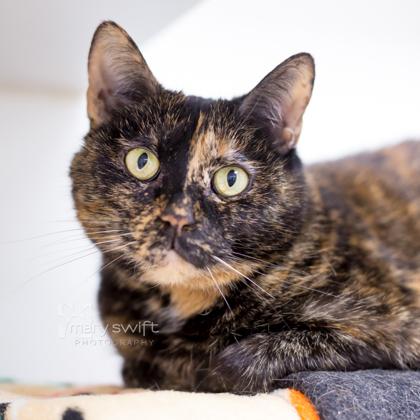 Enlarge Hermione , a ADOPTABLE Domestic Short Hair in Reisterstown, MD image 2/2