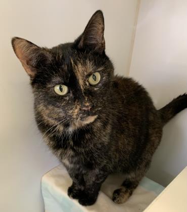 Hermione , ADOPTABLE, Senior Female Domestic Short Hair.