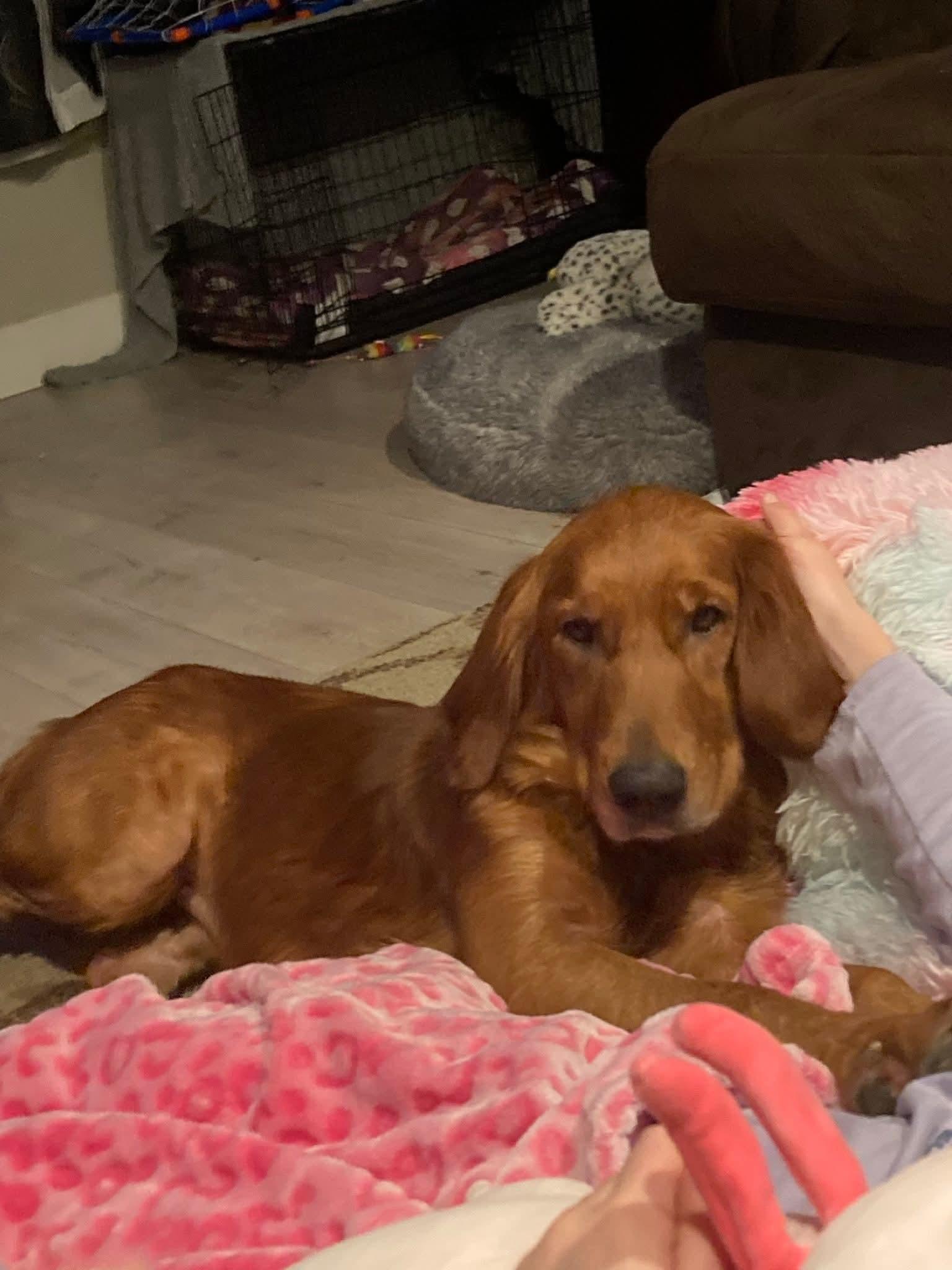 Enlarge 25Hula, a ADOPTABLE mixed breed in Shingle Springs, CA image 4/6