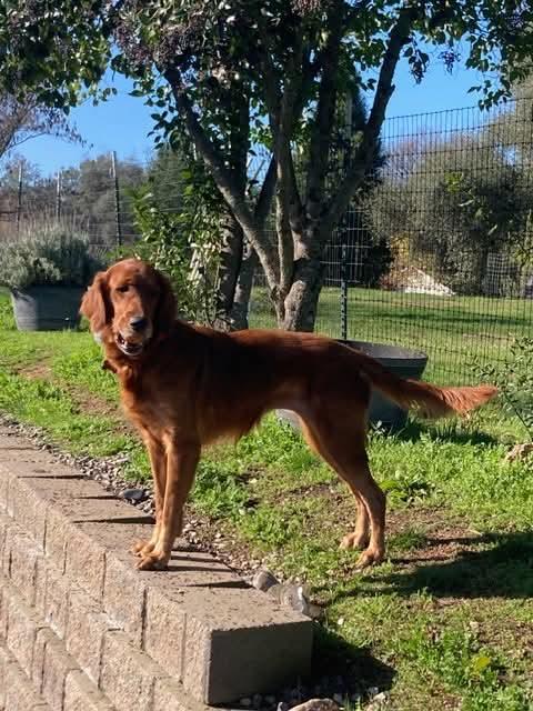 Enlarge 25Hula, a ADOPTABLE mixed breed in Shingle Springs, CA image 2/6