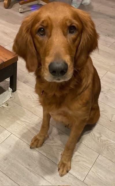 Enlarge 25Hula, a ADOPTABLE mixed breed in Shingle Springs, CA image 3/6