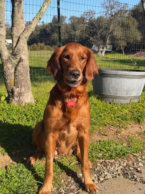 25Hula, ADOPTABLE, Adult Female Golden Retriever.