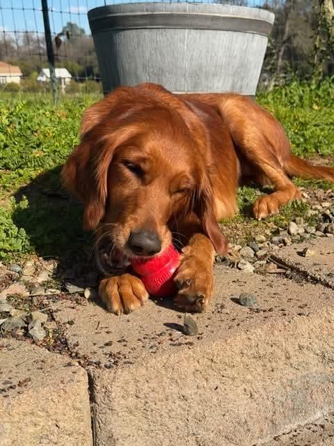 Enlarge 25Hula, a ADOPTABLE mixed breed in Shingle Springs, CA image 6/6