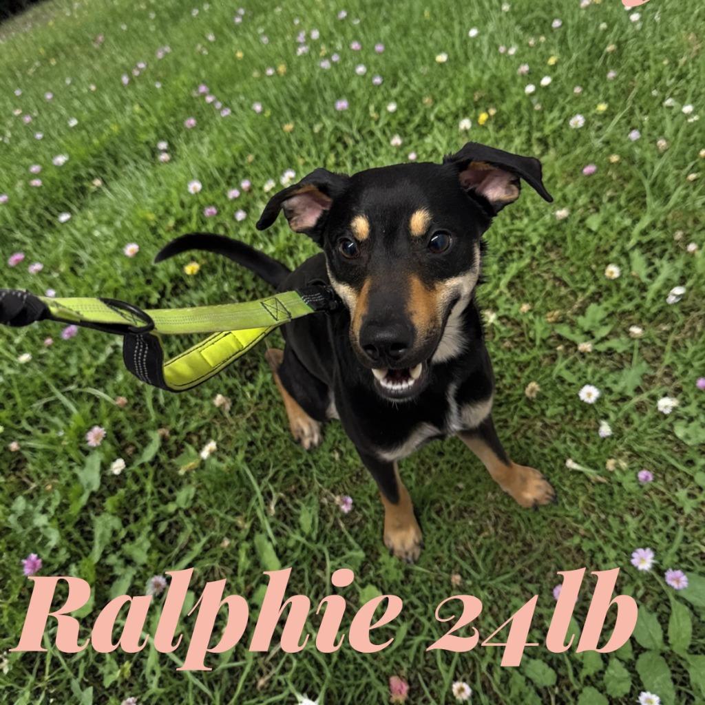 Ralphie, Adoptable, Puppy Male Terrier & Miniature Pinscher.