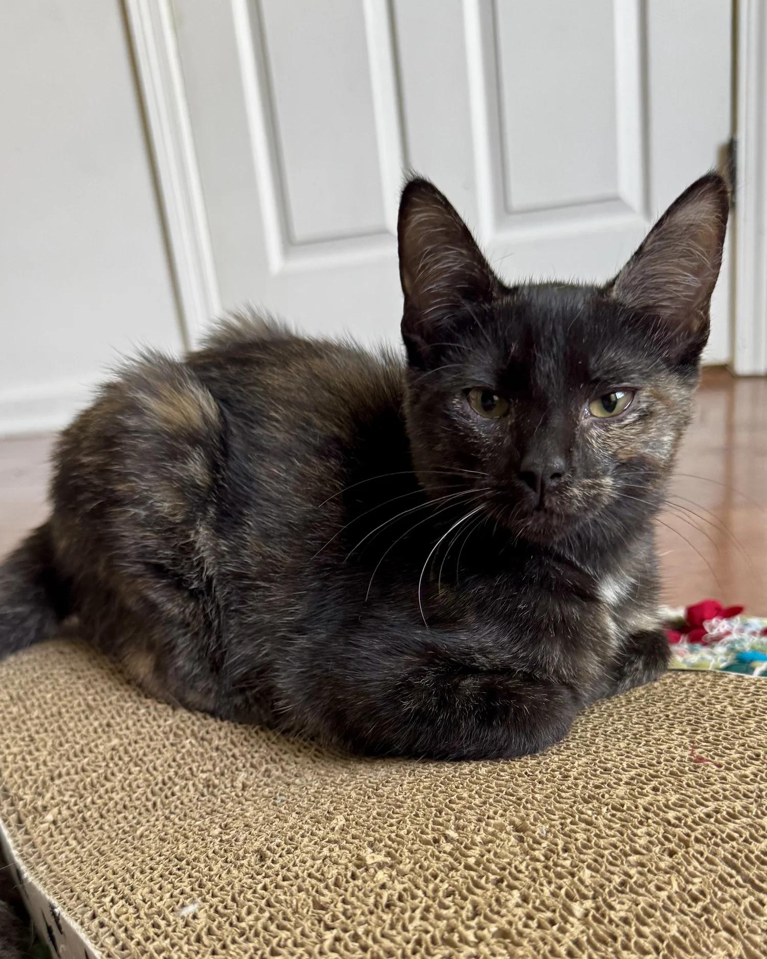 Bella, Adoptable, Young Female Domestic Short Hair.