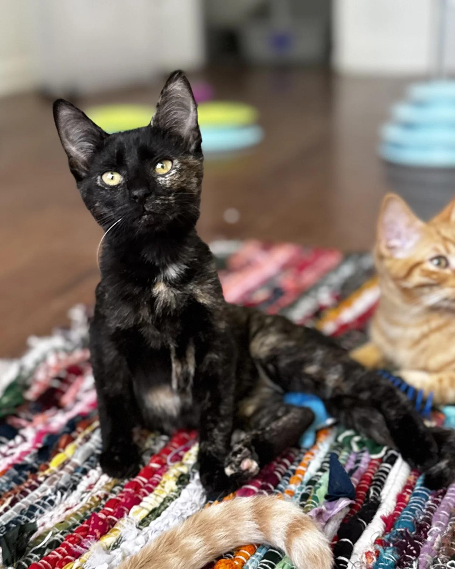 Enlarge Bella, a Adoptable Domestic Short Hair in Atlanta, GA image 3/6