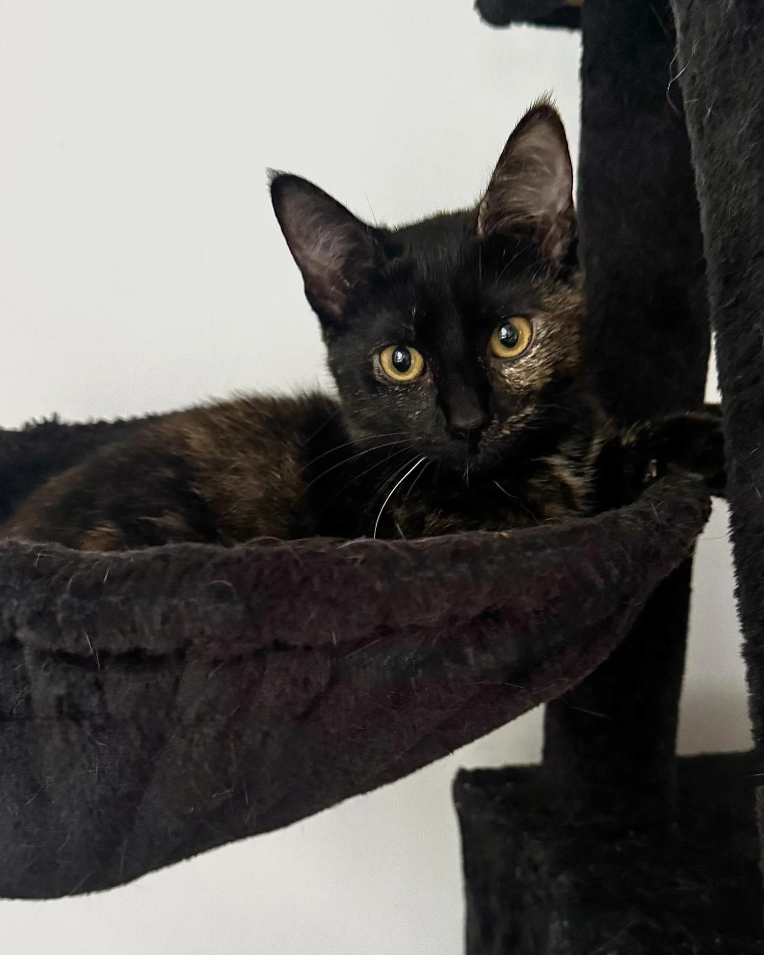 Enlarge Bella, a Adoptable Domestic Short Hair in Atlanta, GA image 5/6