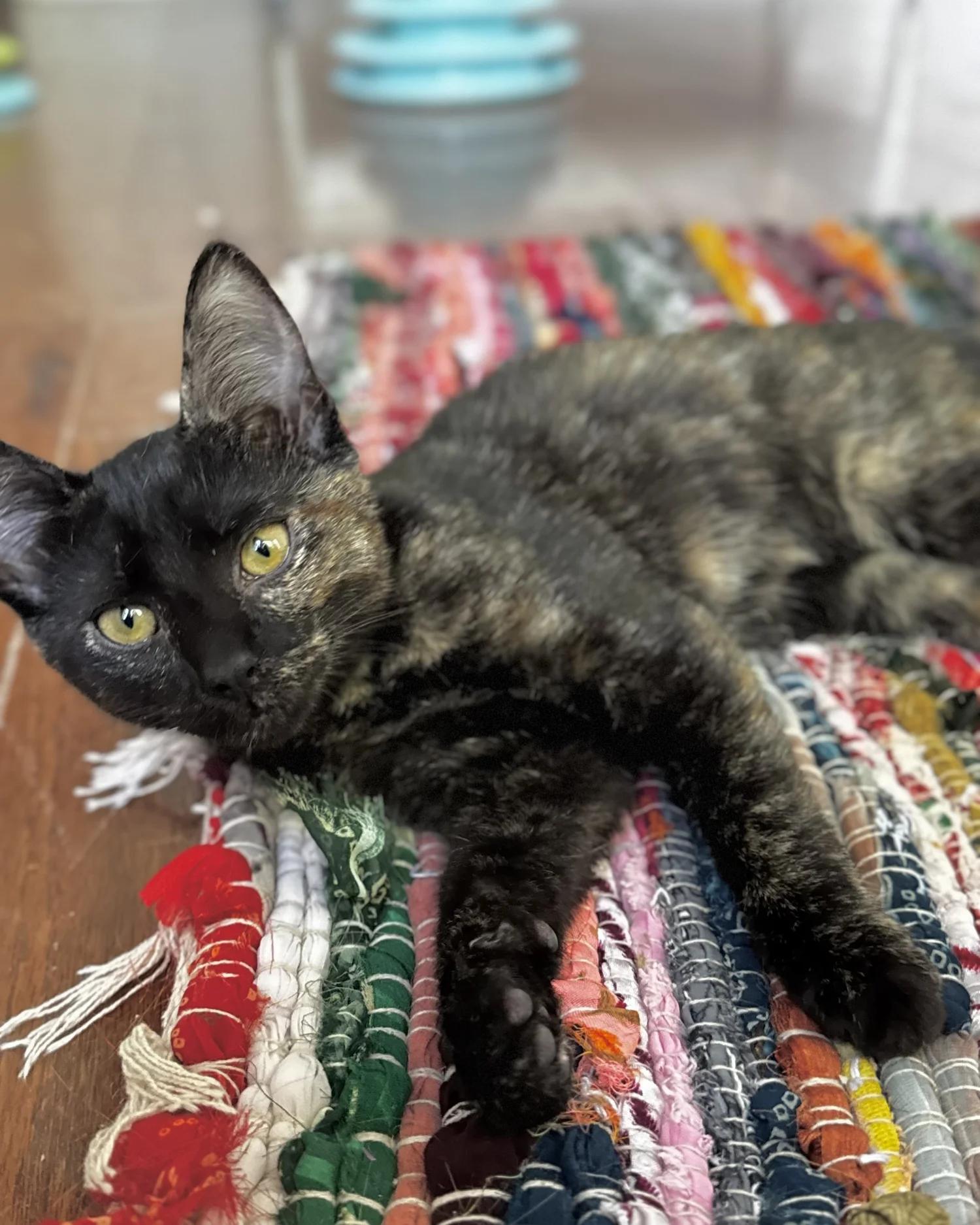 Enlarge Bella, a Adoptable Domestic Short Hair in Atlanta, GA image 6/6