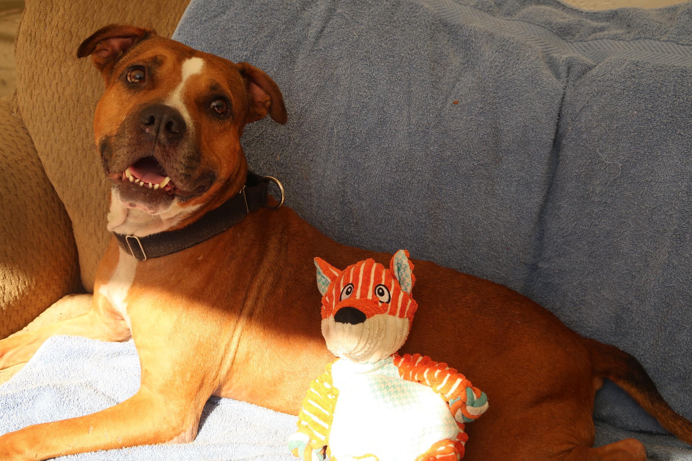 Enlarge Kitty - Affectionate, Fetches, Loved by All, an adopted mixed breed in St. Petersburg, FL image 6/6