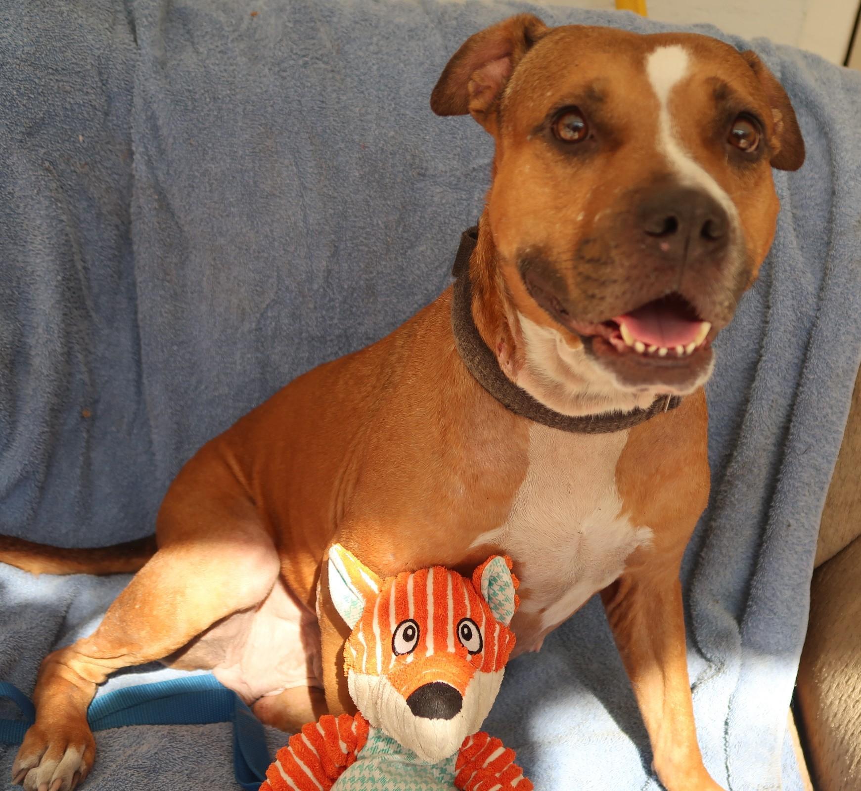 Enlarge Kitty - Affectionate, Fetches, Loved by All, an adopted mixed breed in St. Petersburg, FL image 5/6