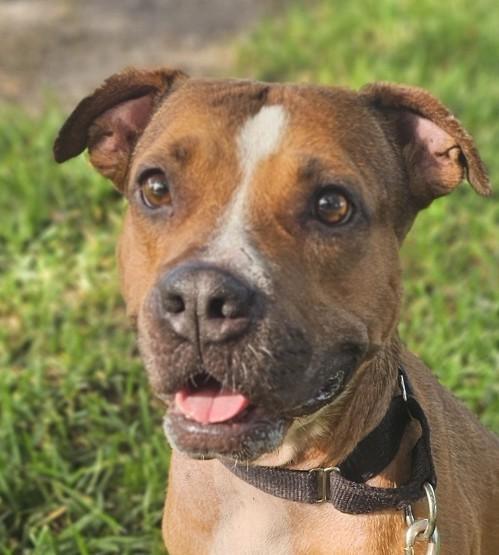 Enlarge Kitty - Affectionate, Fetches, Loved by All, an adopted mixed breed in St. Petersburg, FL image 2/6