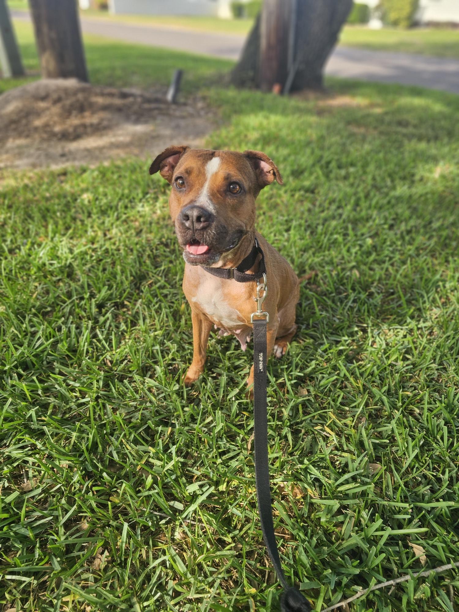 Enlarge Kitty - Affectionate, Fetches, Loved by All, an adopted mixed breed in St. Petersburg, FL image 4/6