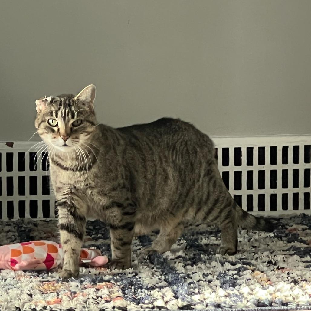 Adria--In Foster, Adoptable, Adult Female Domestic Short Hair.