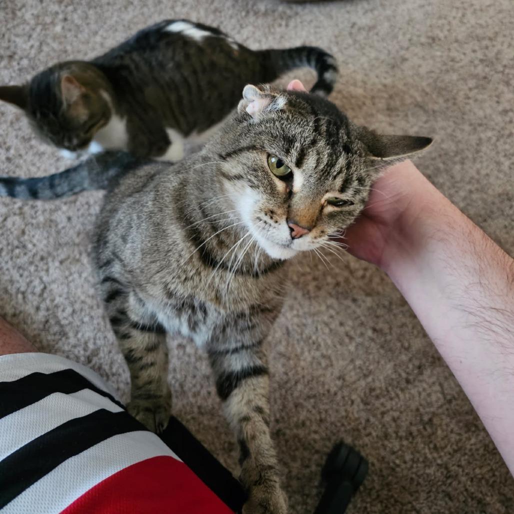 Enlarge Adria--In Foster, a Adoptable Domestic Short Hair in Fargo, ND image 3/4