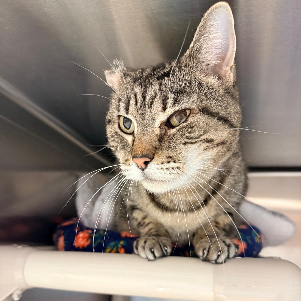 Enlarge Adria--In Foster, a Adoptable Domestic Short Hair in Fargo, ND image 4/4