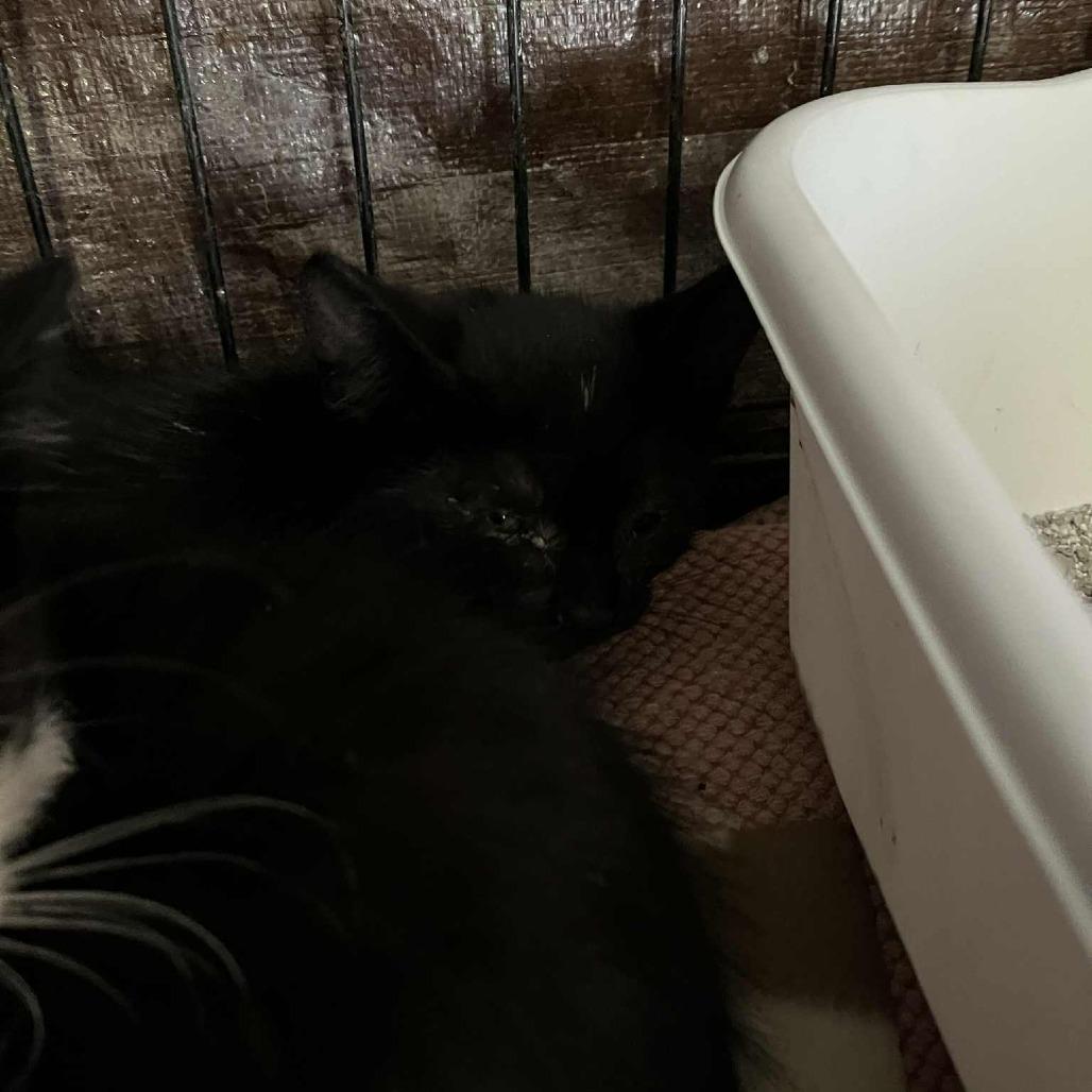 Skyler Spinach, Adoptable, Young Female Domestic Short Hair.