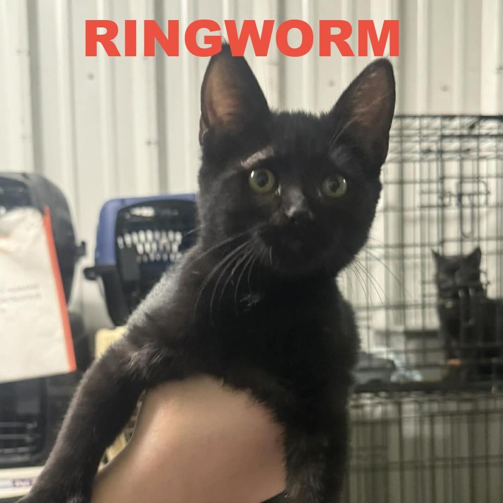 Skyler Spinach, a Adoptable Domestic Short Hair in Stephenville, TX image 2/3