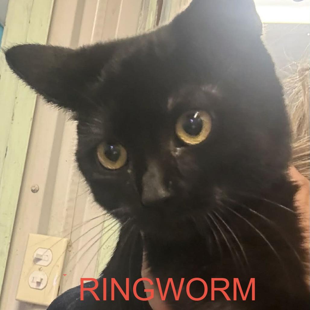 Skyler Spinach, a Adoptable Domestic Short Hair in Stephenville, TX image 3/3