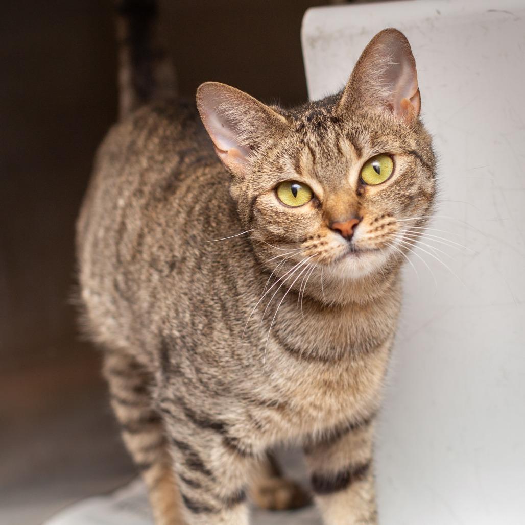 Enlarge Iris by Goo Goo Dolls, a Adoptable mixed breed in Hattiesburg, MS image 1/2