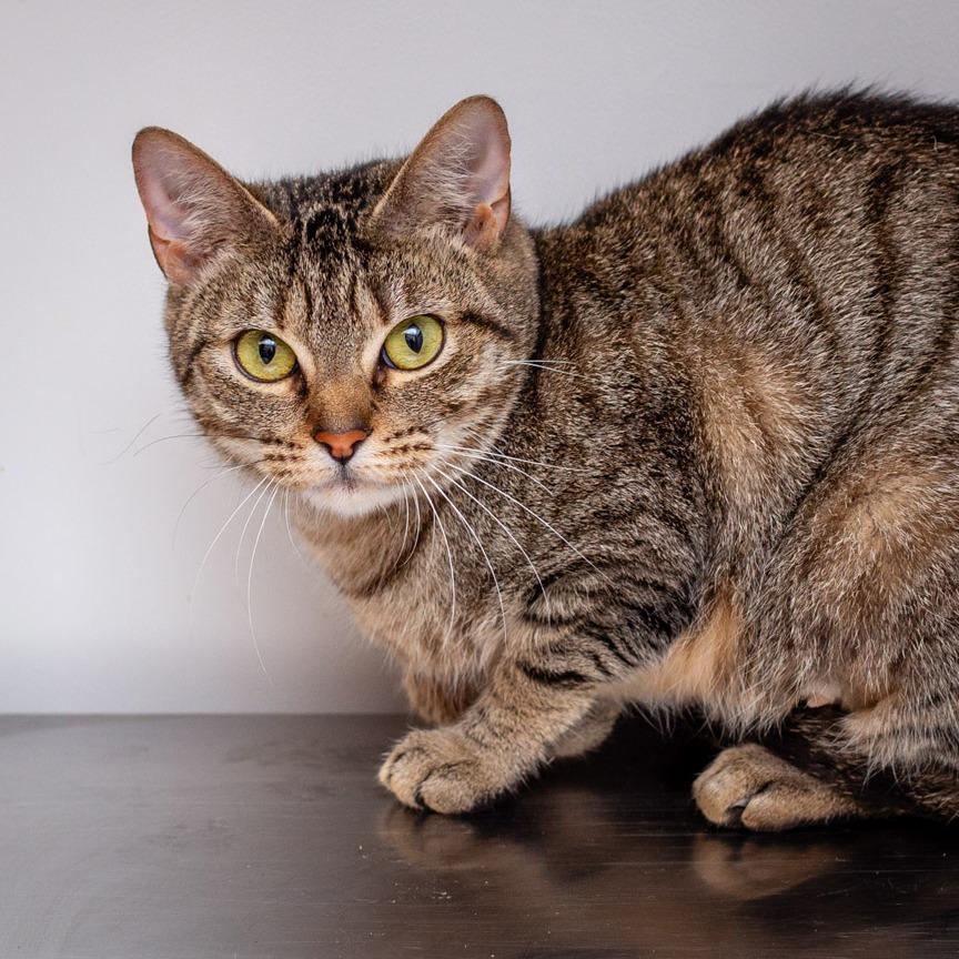 Enlarge Iris by Goo Goo Dolls, a Adoptable mixed breed in Hattiesburg, MS image 2/2