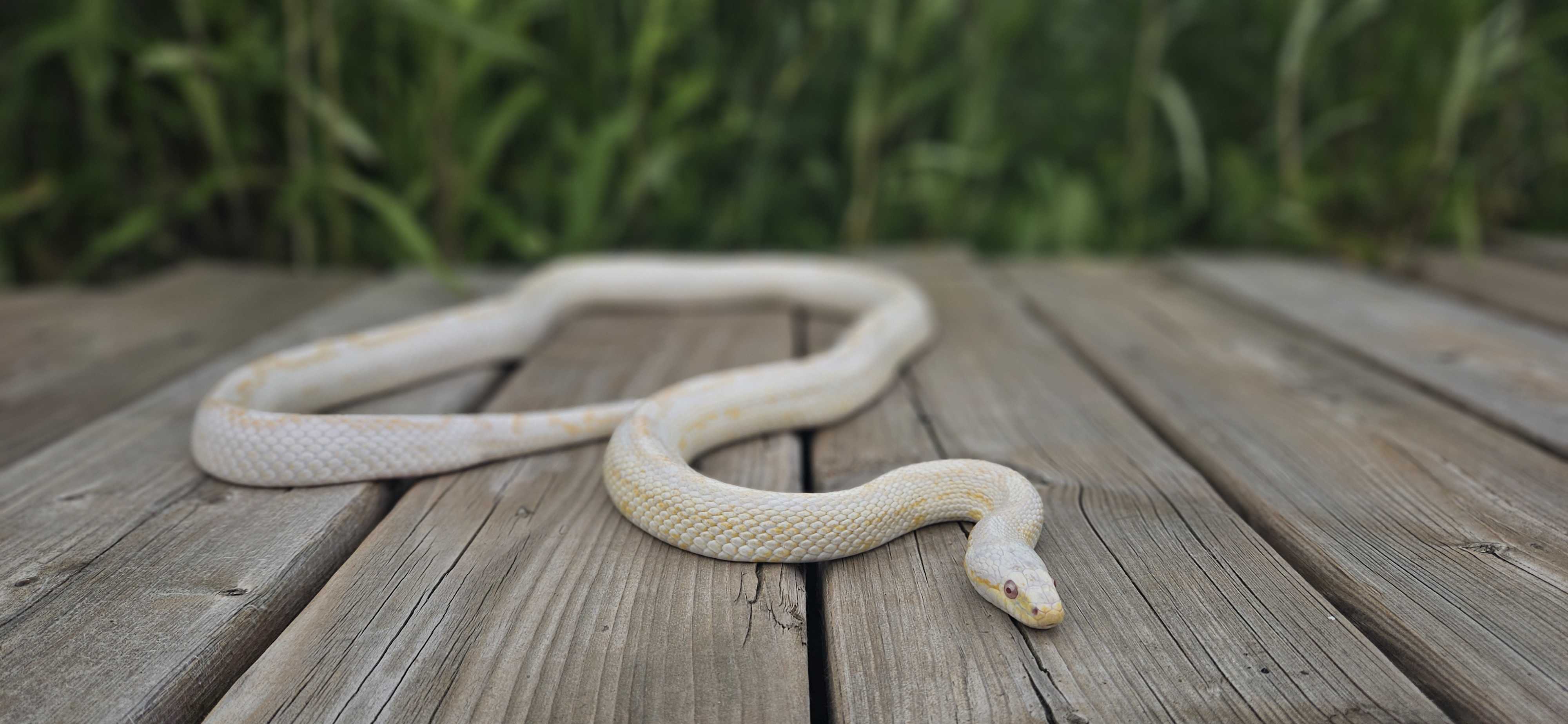 Enlarge Eenie, a Adopted Corn / Rat in Whitby, ON image 1/1