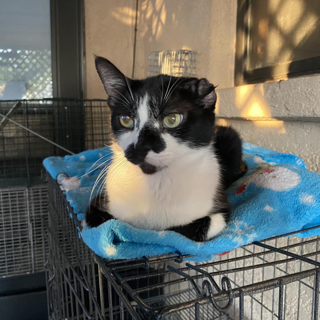 Enlarge Picasso, a Adoptable Domestic Short Hair in Las Cruces, NM image 2/4