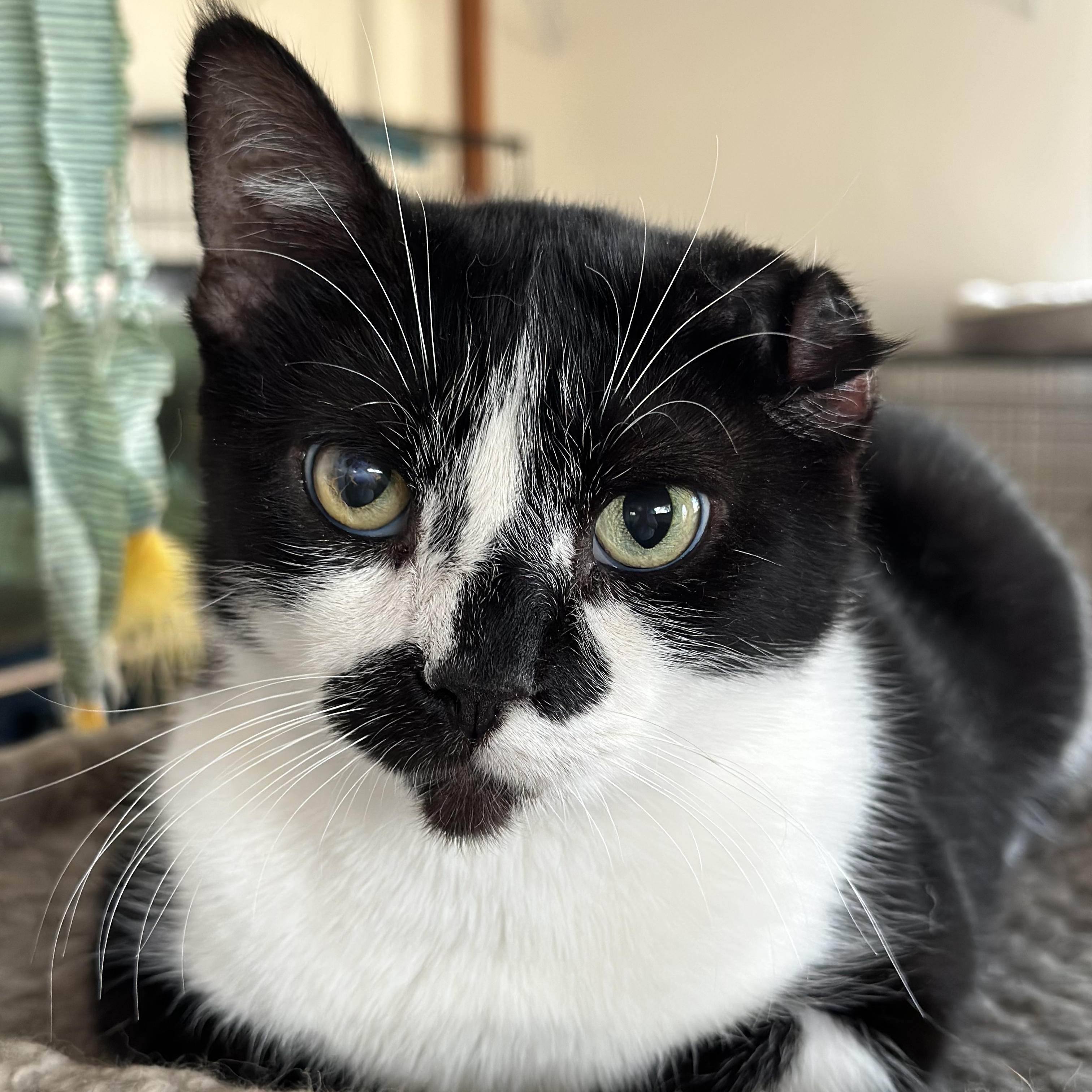 Enlarge Picasso, a Adoptable Domestic Short Hair in Las Cruces, NM image 1/4