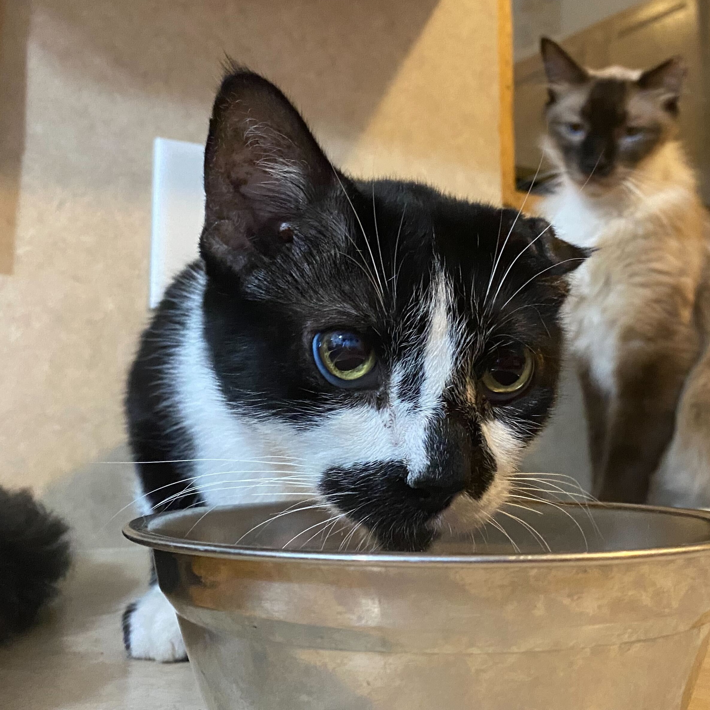 Enlarge Picasso, a Adoptable Domestic Short Hair in Las Cruces, NM image 3/4