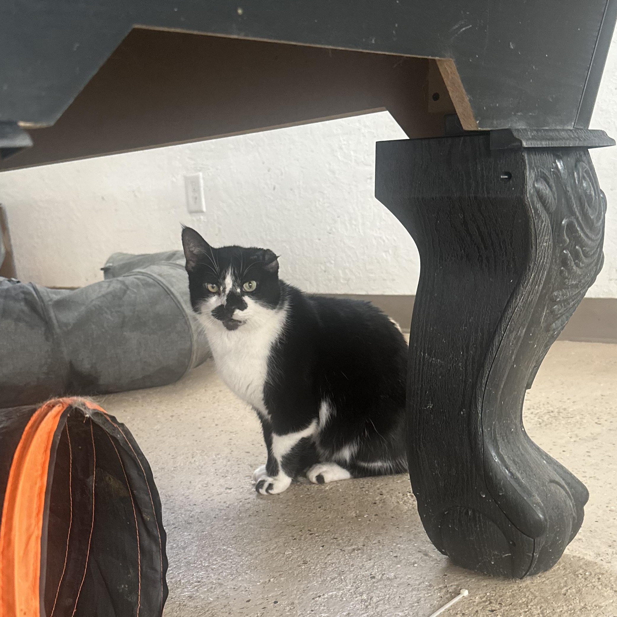 Enlarge Picasso, a Adoptable Domestic Short Hair in Las Cruces, NM image 4/4