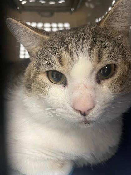 Boba Tea, Adoptable, Adult Male Domestic Short Hair & Domestic Short Hair.