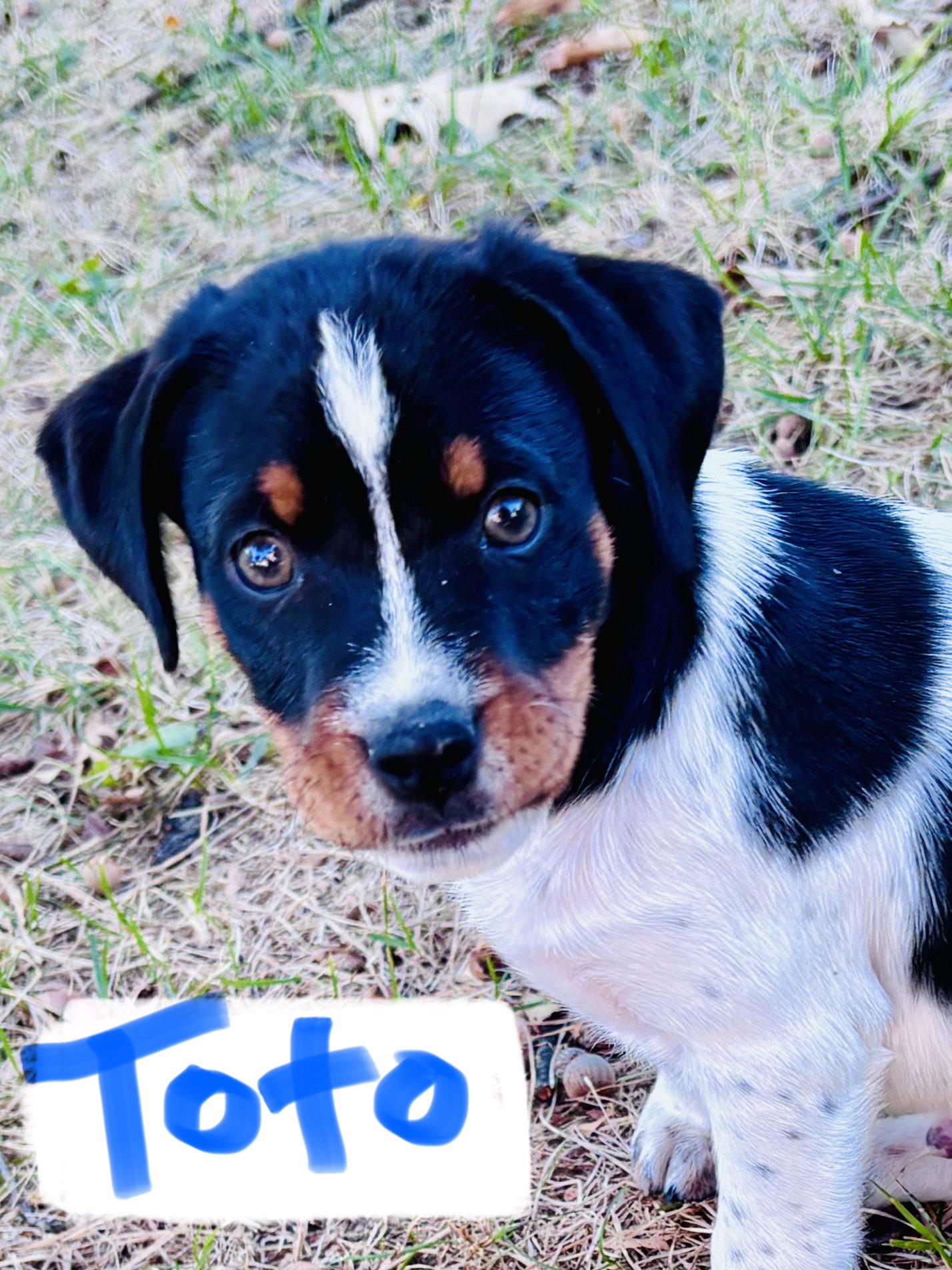 Toto, Adoptable, Puppy Male Hound & Australian Cattle Dog / Blue Heeler.