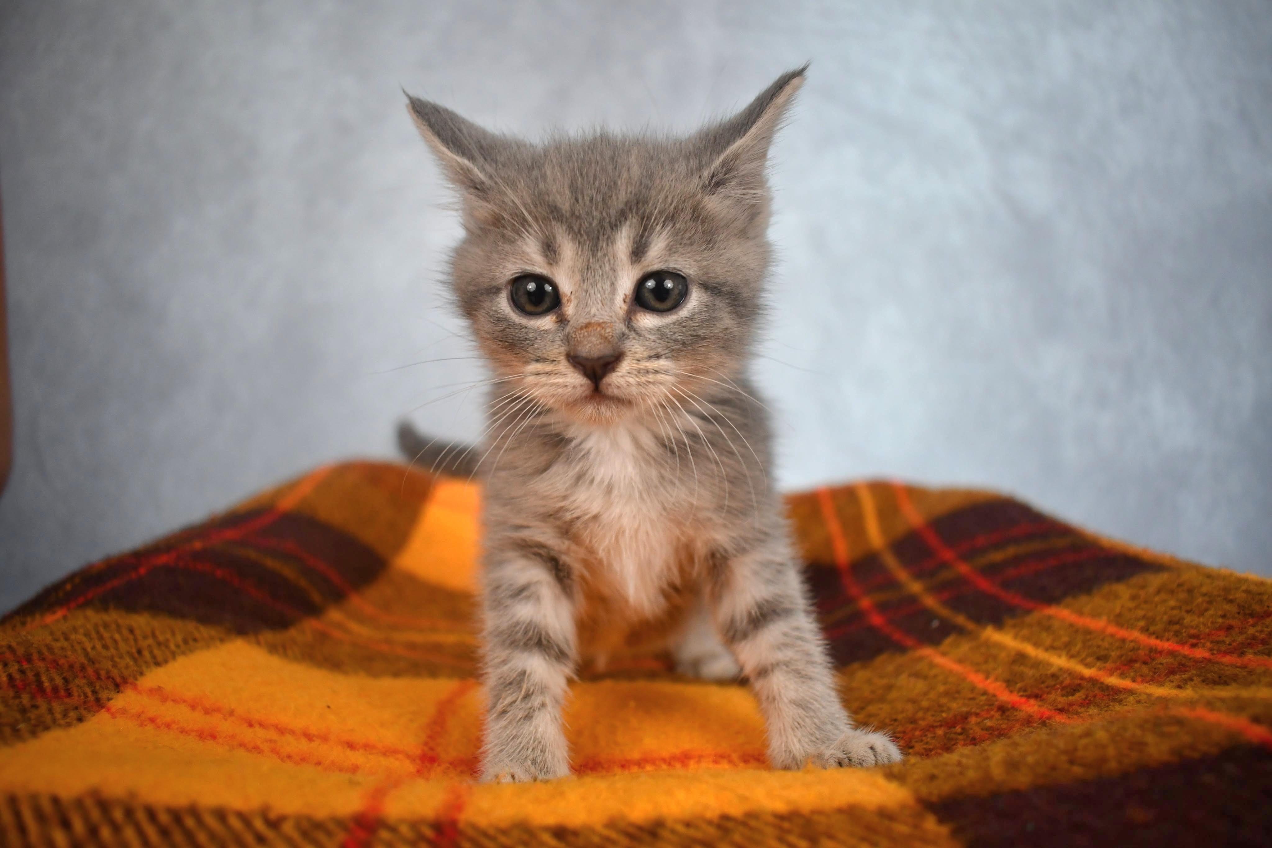 Hazel - 8 week young adorable and affectionate kitten