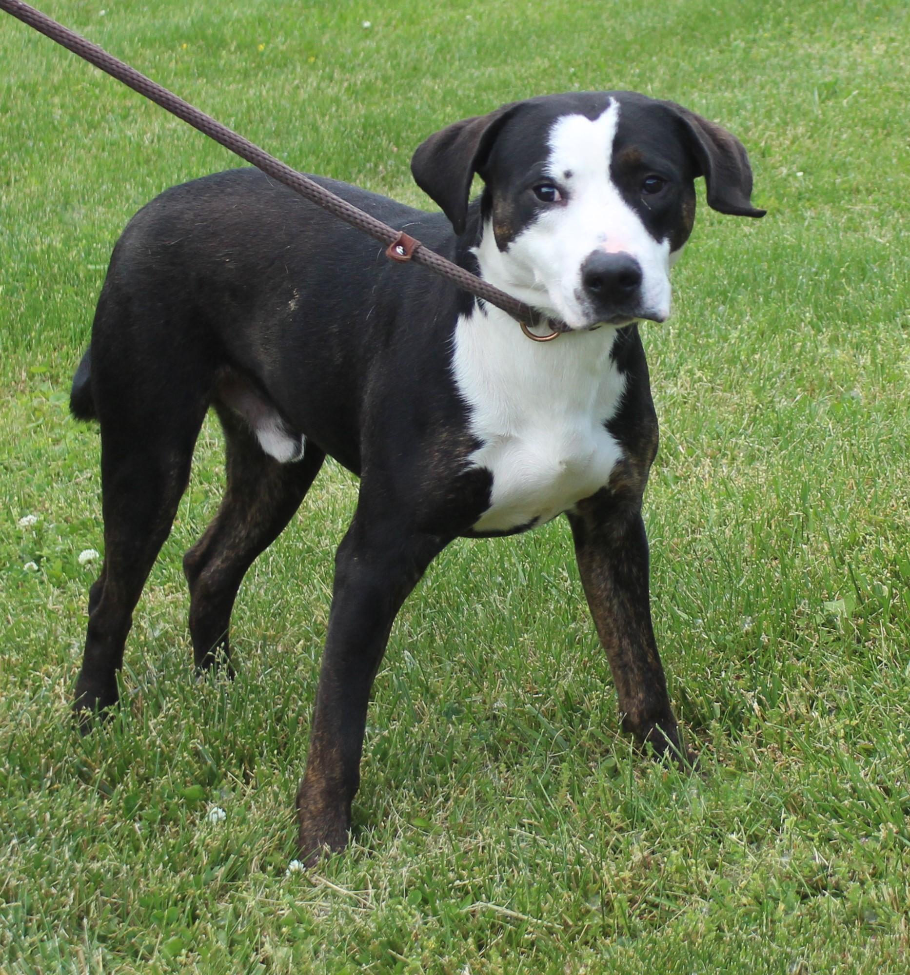 Toast (11846), a ADOPTABLE mixed breed in Heath, OH image 2/2