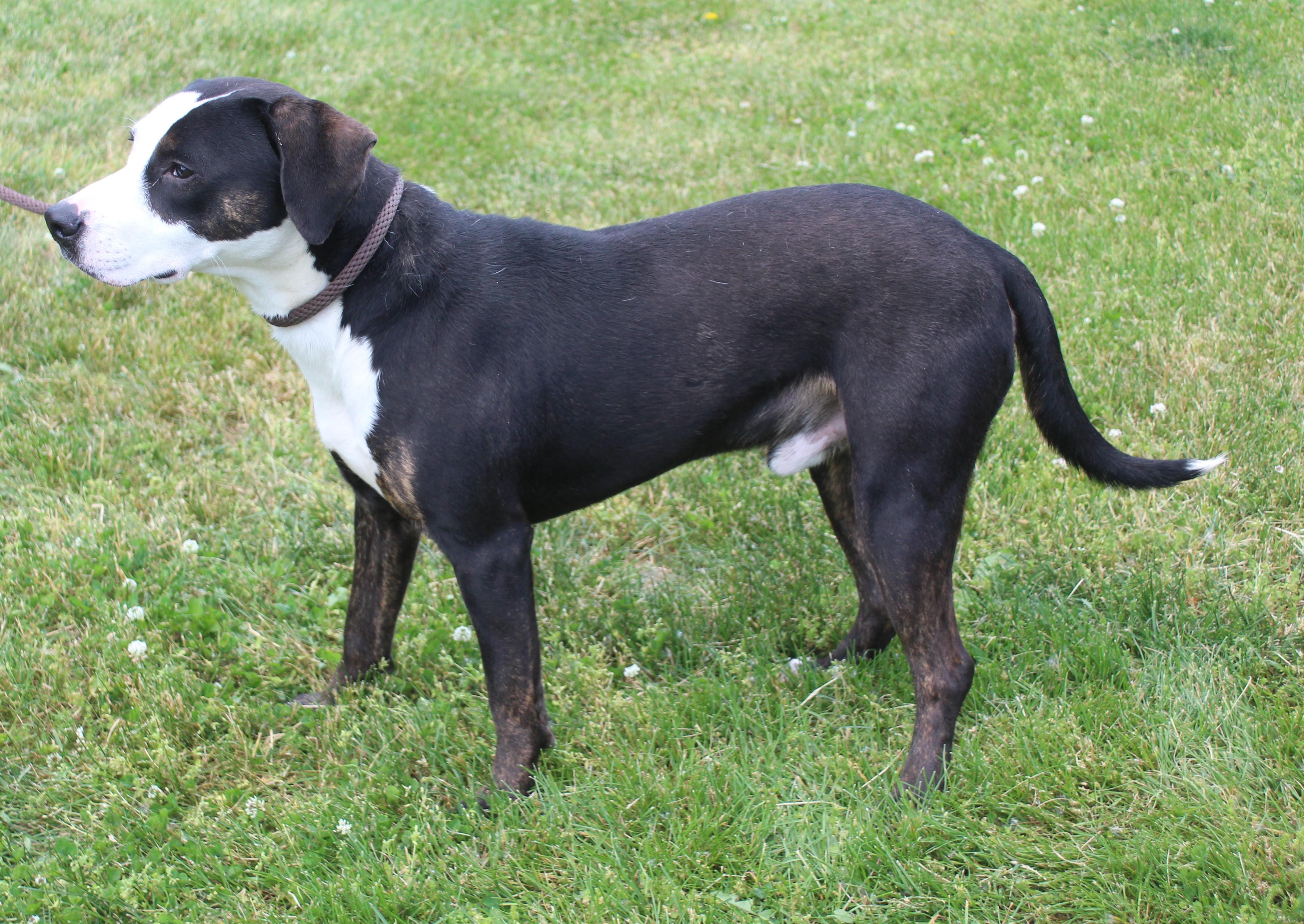 Toast (11846), ADOPTABLE, Young Male Pit Bull Terrier.